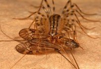 Papamoscas – un insecto que destruye las moscas y las cucarachas