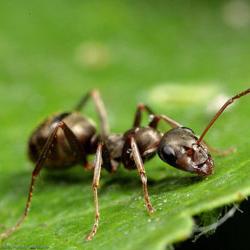 wie befreien Sie sich von Ameisen im Garten