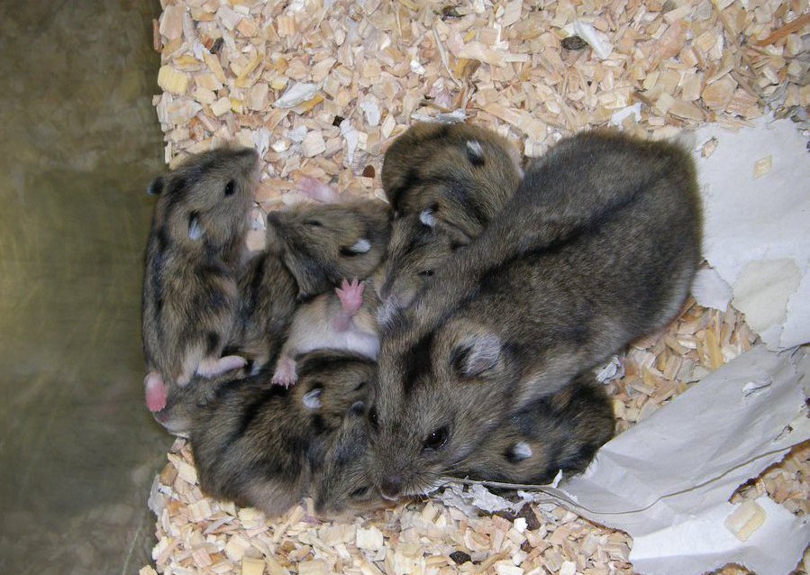 Djungarian hamsters