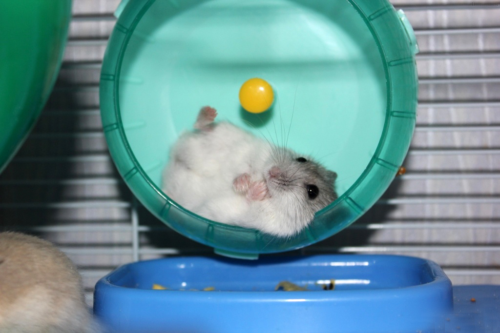 Djungarian hamster in a wheel