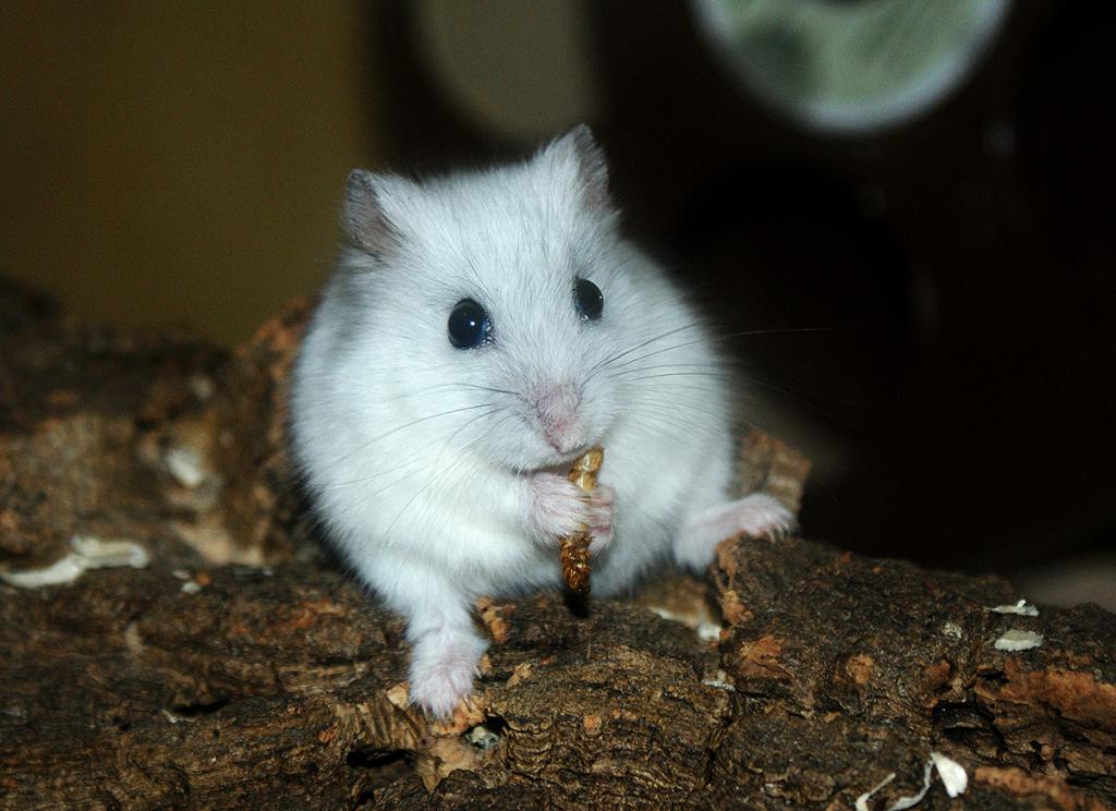 Djungarian hamster eats larva