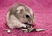 Djungarian hamsters: description, care and maintenance at home