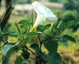 Datura Blume