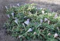 Datura is the flower of Satan