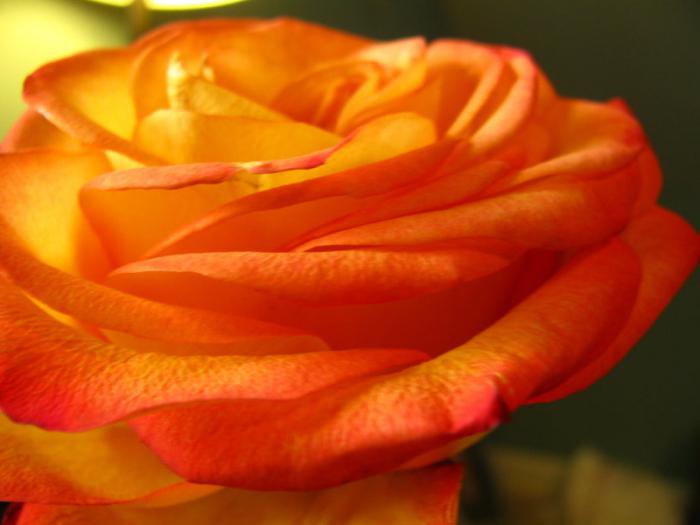 róża keramzytu