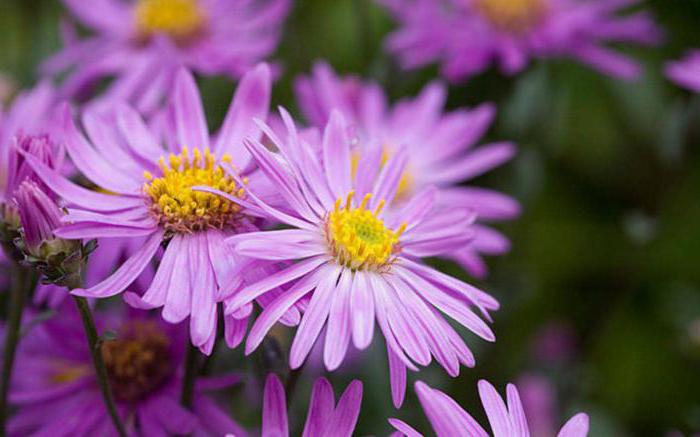 how to collect seeds Aster features