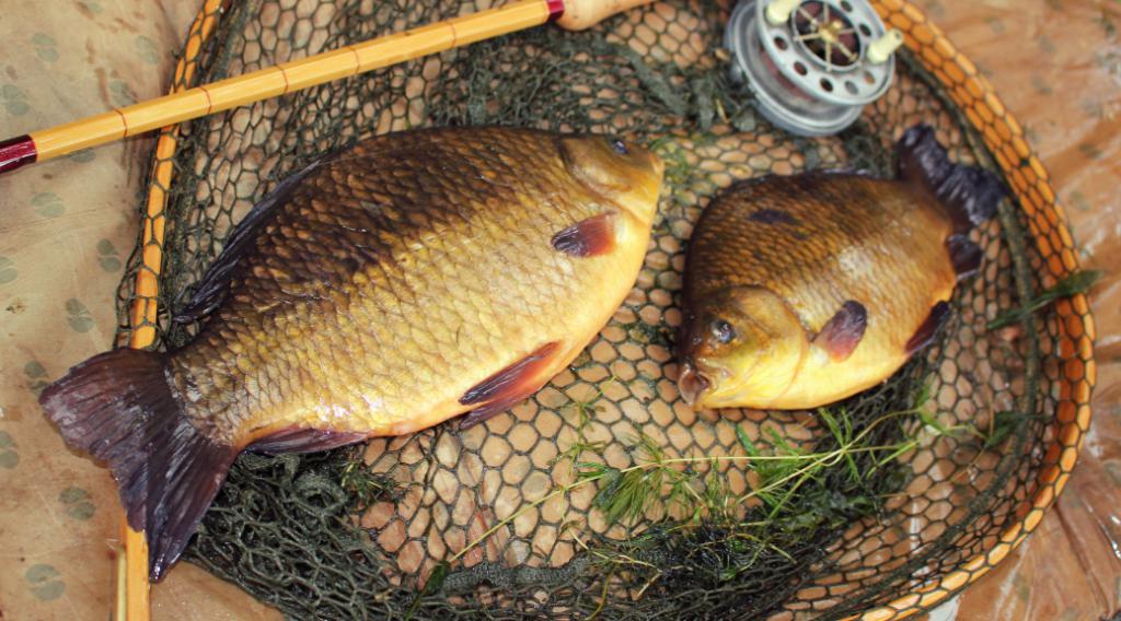 Crucian carp in the cage