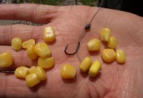 How to catch carp? Tackle and bait for catching carp