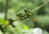 Користь зеленого кава: правда чи рекламний хід?