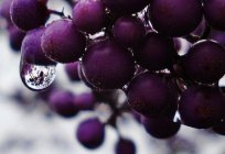 Масло виноградних кісточок: відгуки, думки