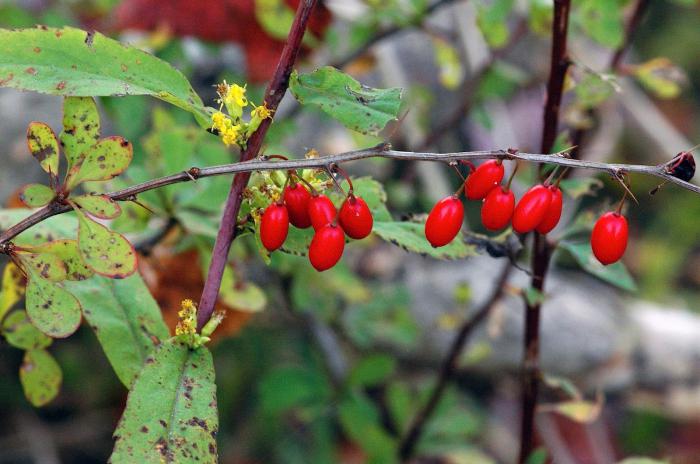 medicinal properties of barberry berries