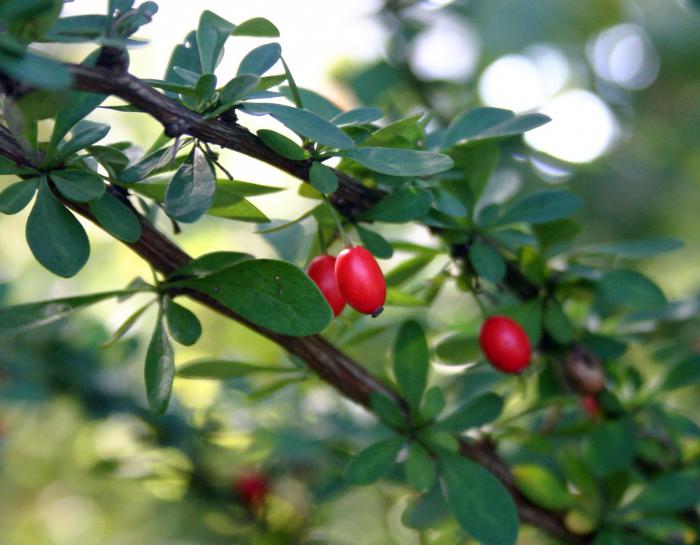 plant barberry medicinal properties