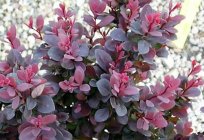 Barberry: the therapeutic properties and contraindications. Barberry root: medicinal properties