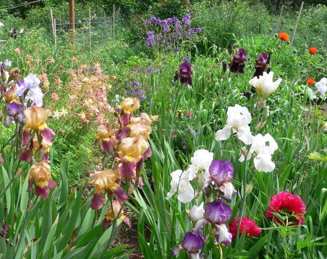 What flowers to plant in June