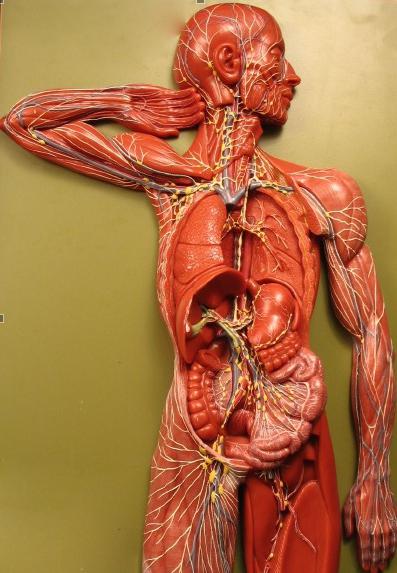 Lage von Lymphknoten auf den menschlichen Körper