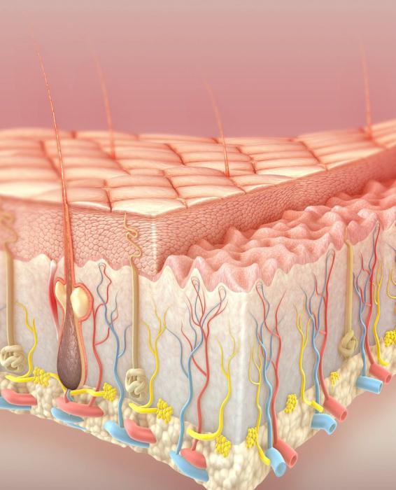 Top layer of the epidermis
