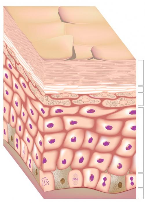 the cells of the epidermis