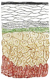 layers of the epidermis of the skin