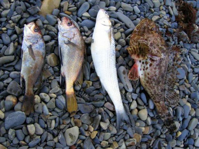 fishing in Anapa prices