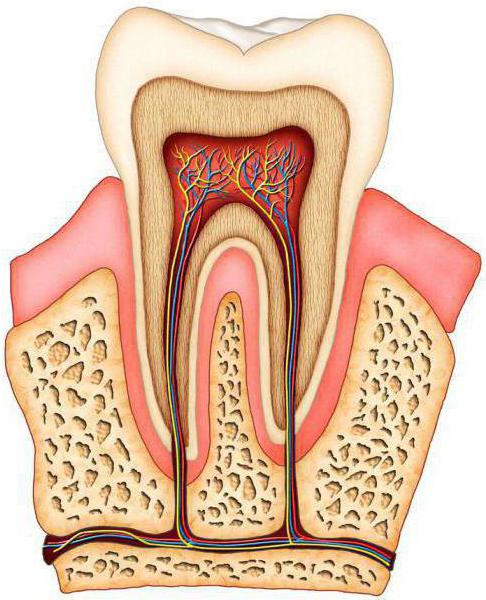 the bony substance of the tooth