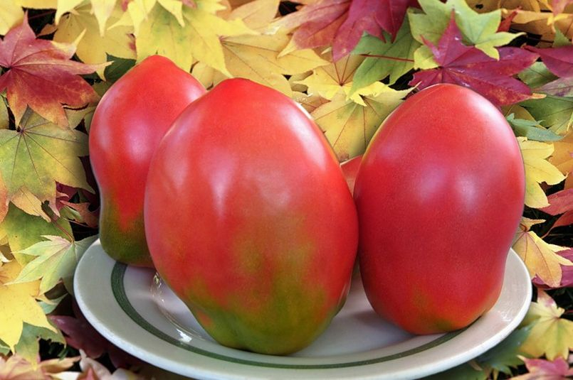 Wczesna odmiana pomidora "O-la-la"