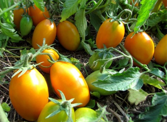 Wczesna odmiana pomidora "Złoty potok"