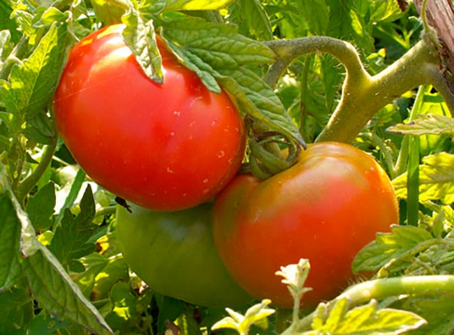 Temprano en la variedad de tomate "Early-83"