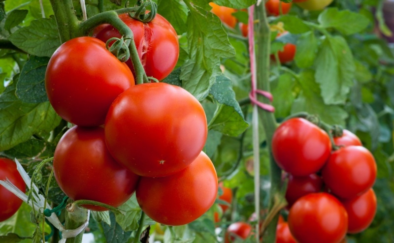 Wczesna odmiana pomidora «Król wczesnych»