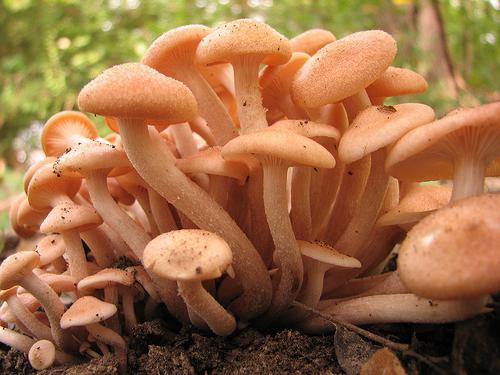Edible mushrooms, the names