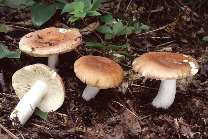 What are edible mushrooms, the names