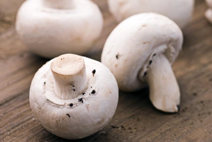 Photos of edible mushrooms called