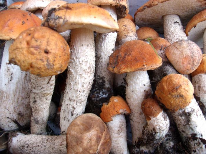 Edible mushrooms: photo & name