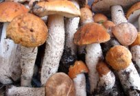 Їстівні гриби: назви й фотографії