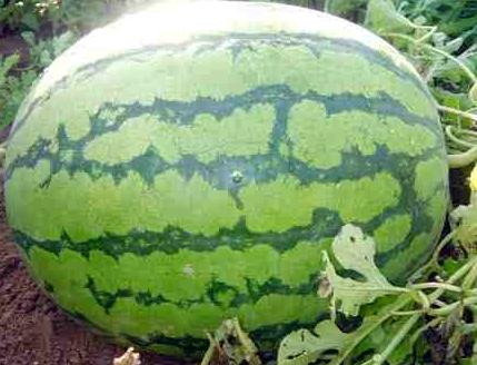 how to grow watermelons in Siberia