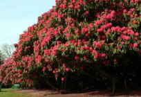 Camellia garden - planting and care. Camellia (Camellia): planting, breeding, care, species and photos