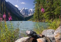 Altai Krai: rest. Altai Krai: lakes and recreation
