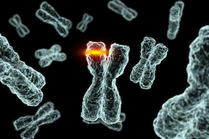 die Evolutionäre Rolle der Mutation