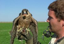 Gorgeous Falcon: a bird-hunter