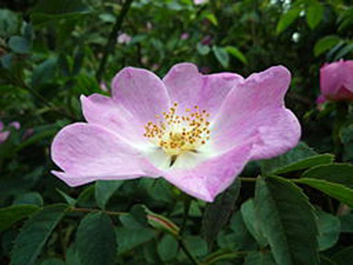 how to distinguish a rose from the wild rose