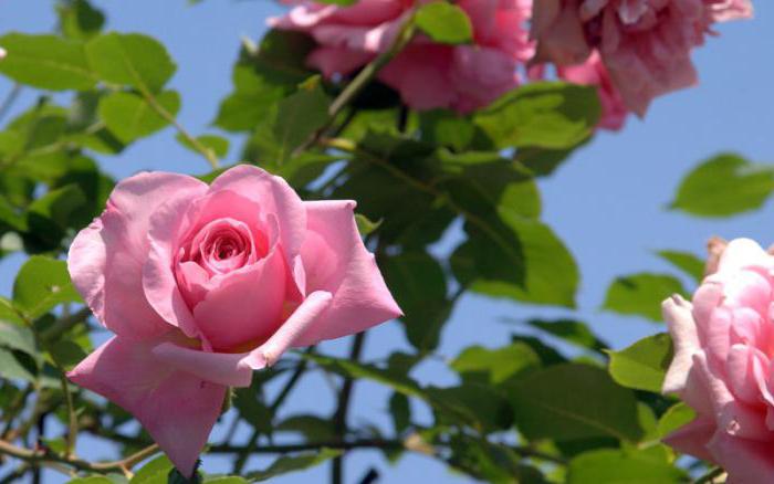 how to distinguish a rose from the rose on the leaves