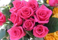 How to distinguish a rose from the rose on the leaves and flowers? Saplings roses and rose: photo