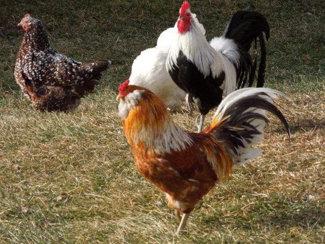phoenix золотогривый raça de galinhas