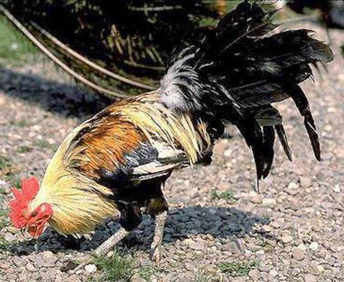 フェニックス地鶏繁殖プロフィール写真