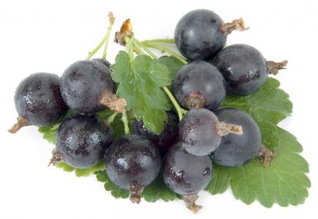 Useful properties of berries josta