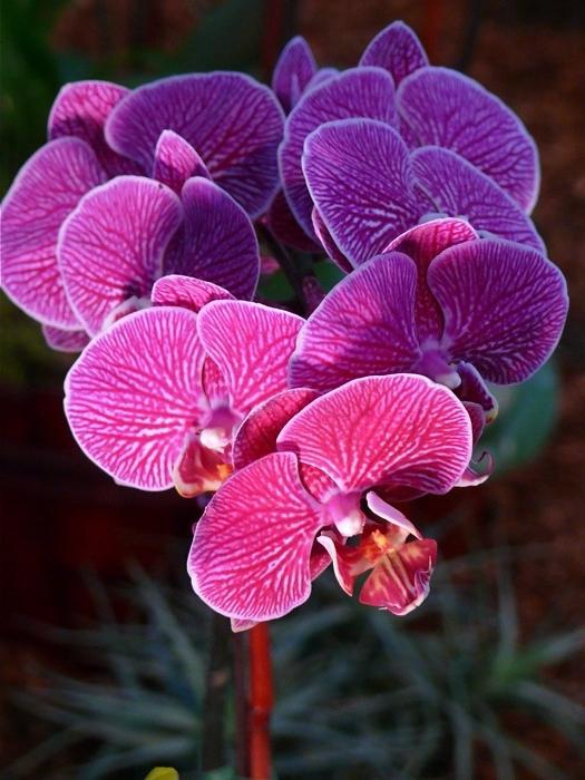 Orchid care in the home Phalaenopsis