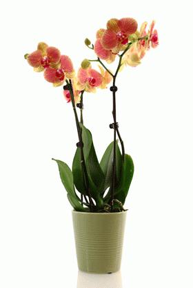 orquídea phalaenopsis em casa