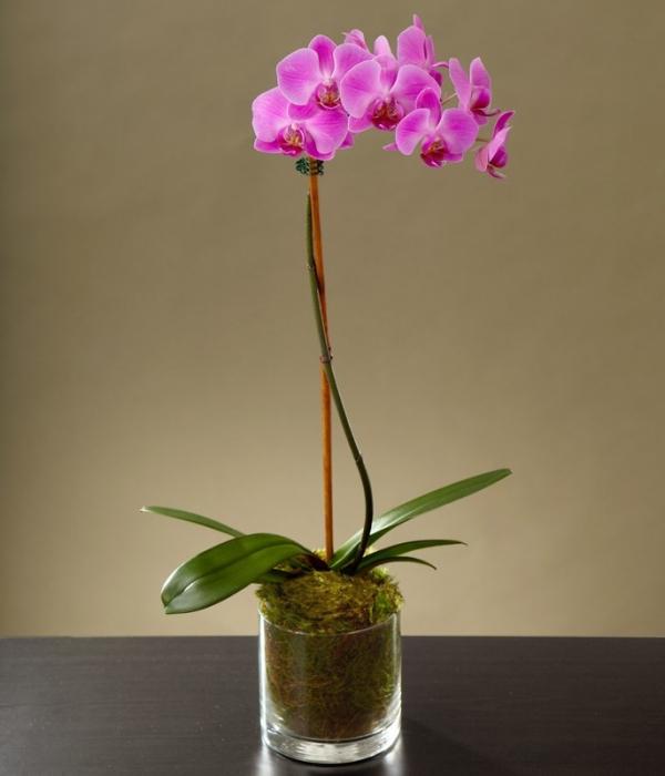 wie Wasser Orchidee Phalaenopsis