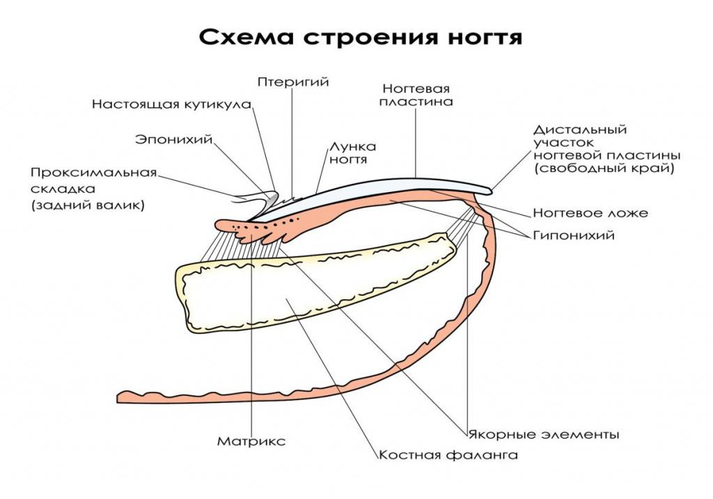 diagram of the structure of the nail
