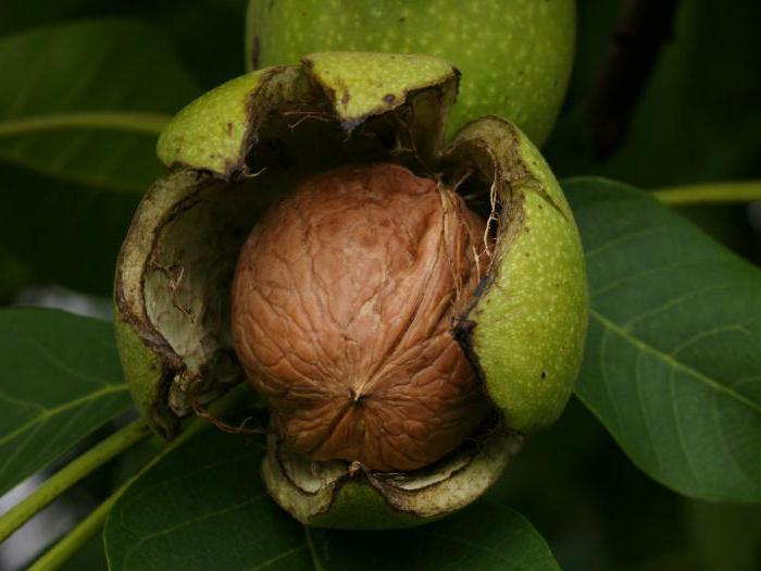 walnut calorie nut 1