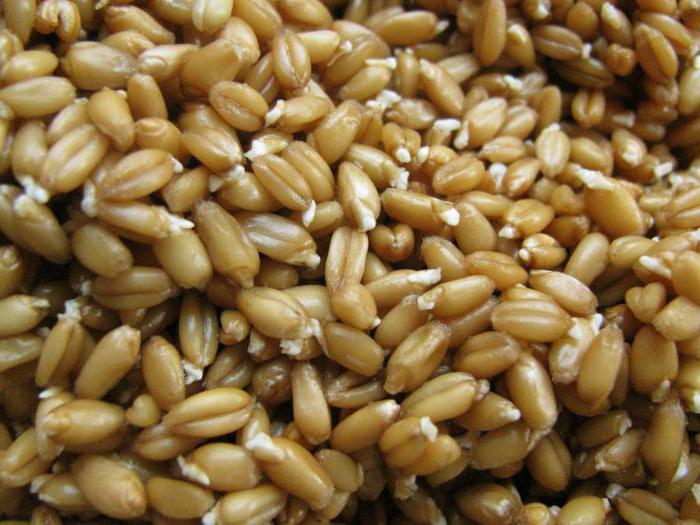 la receta de la braga de trigo sin levadura